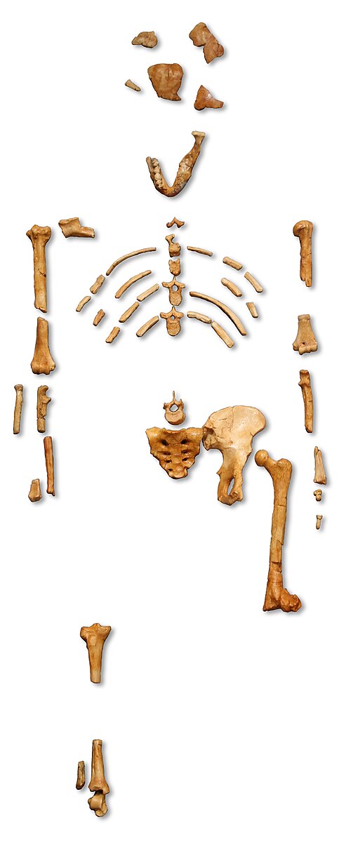 Australopithecus afarensis
